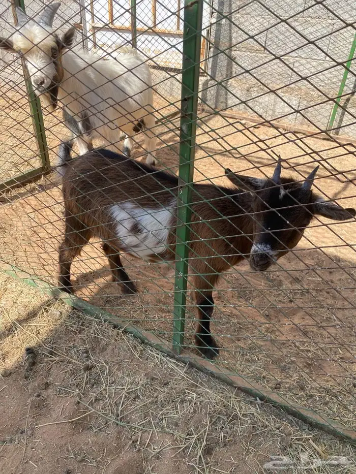 حفره وتيس قزميات انتاج مستوى طيب 0