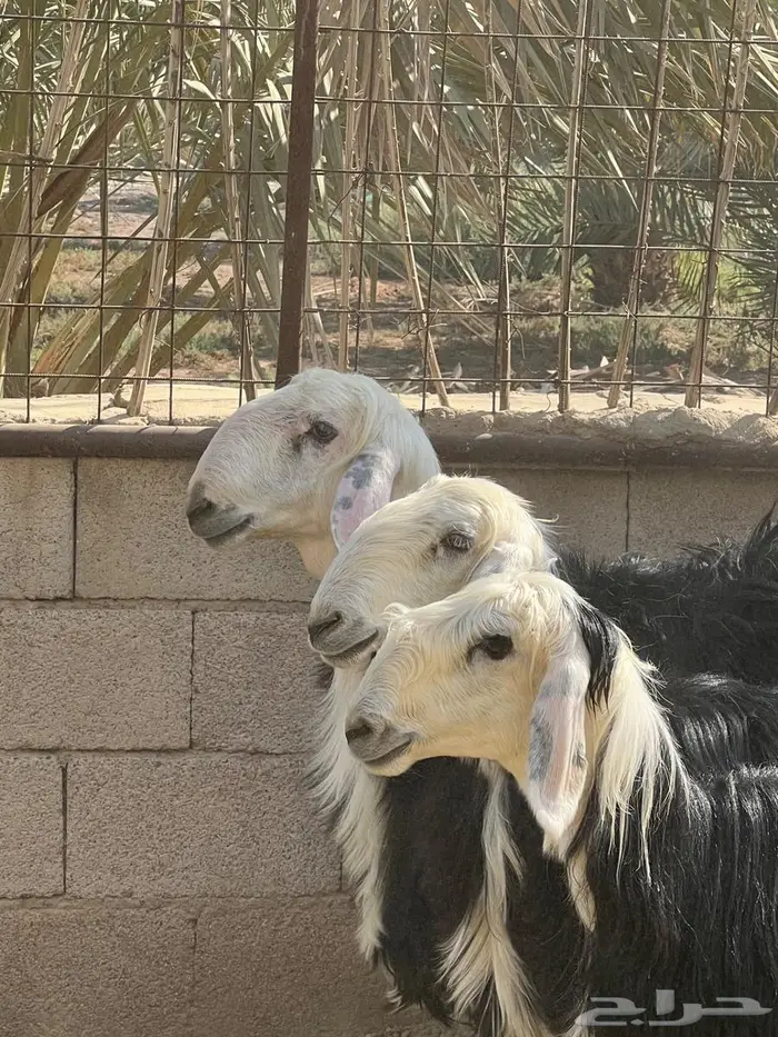 غنم نجد للبيع 0