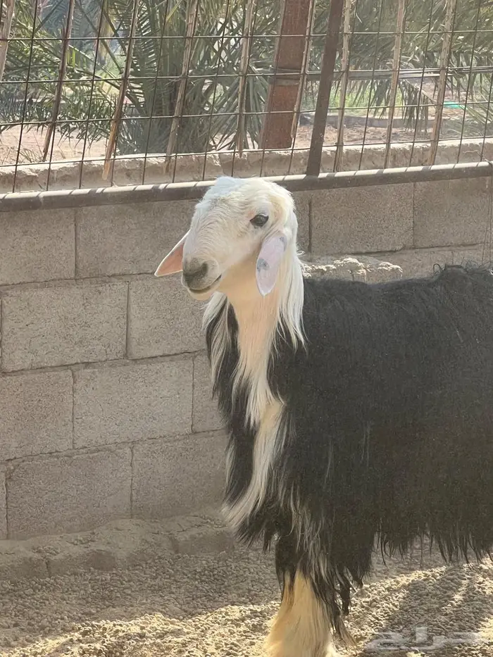 غنم نجد للبيع 1