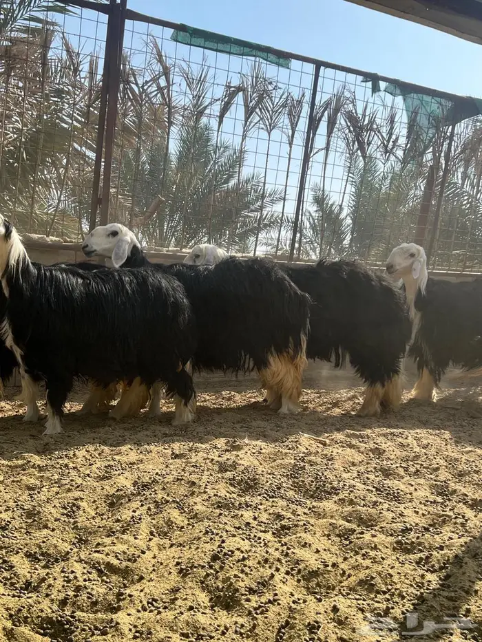 غنم نجد للبيع 2