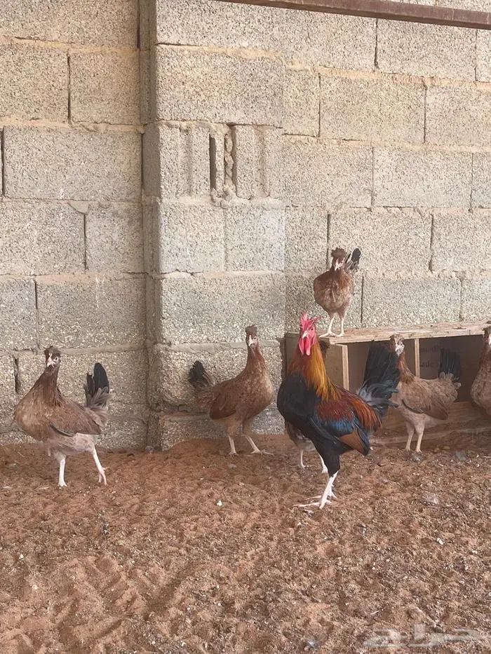 دجاج عربي 3