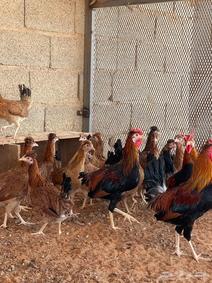 دجاج عربي 7