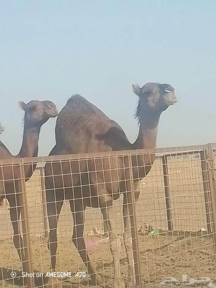 مكه عمق 0