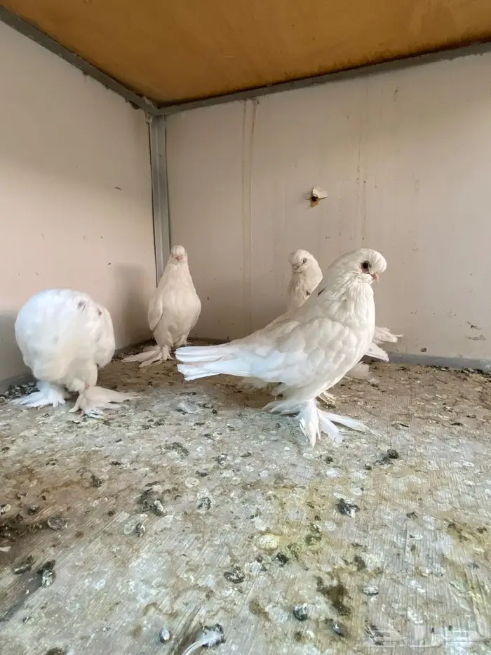 حمام لونق فيس 7