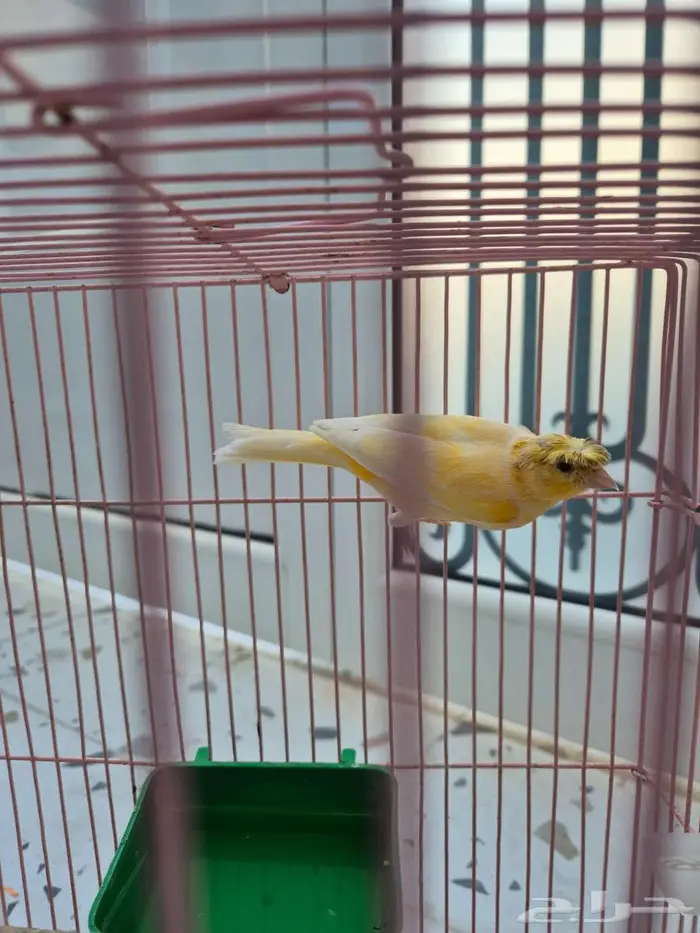 كناري ذكر لون برتقالي 0