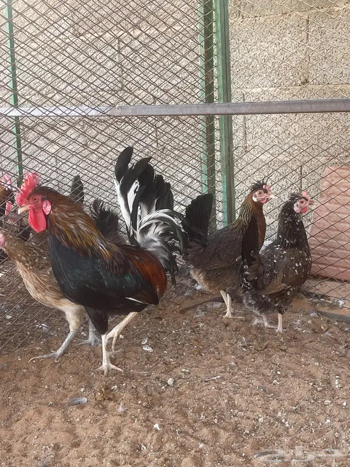 طقم دجاج عربي 1