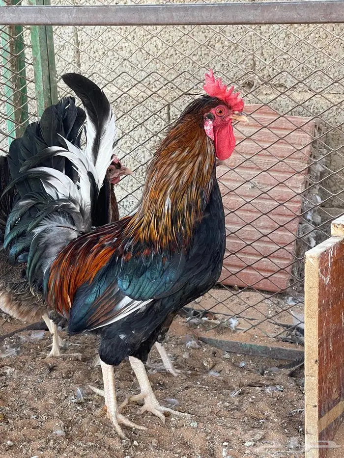 طقم دجاج عربي 3