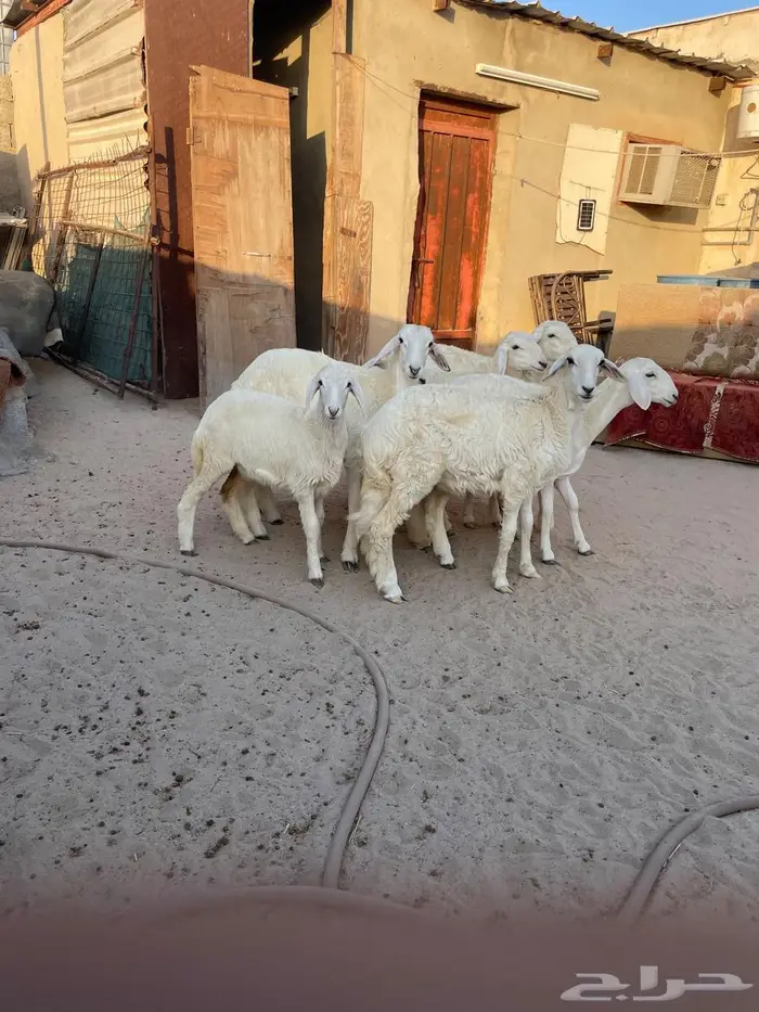 بهم حري رخال وخرفان 2