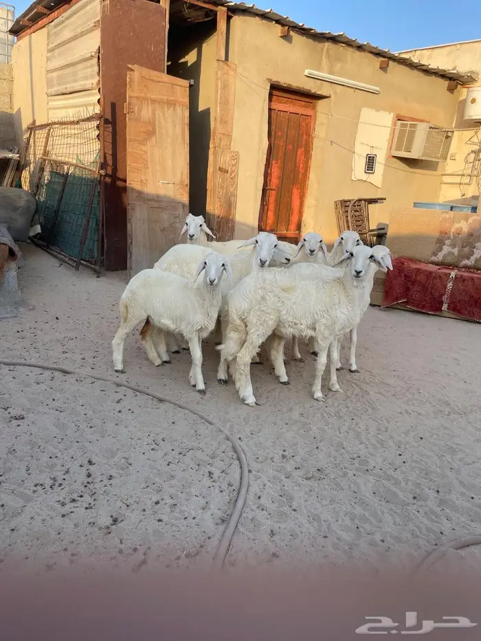 بهم حري رخال وخرفان 1