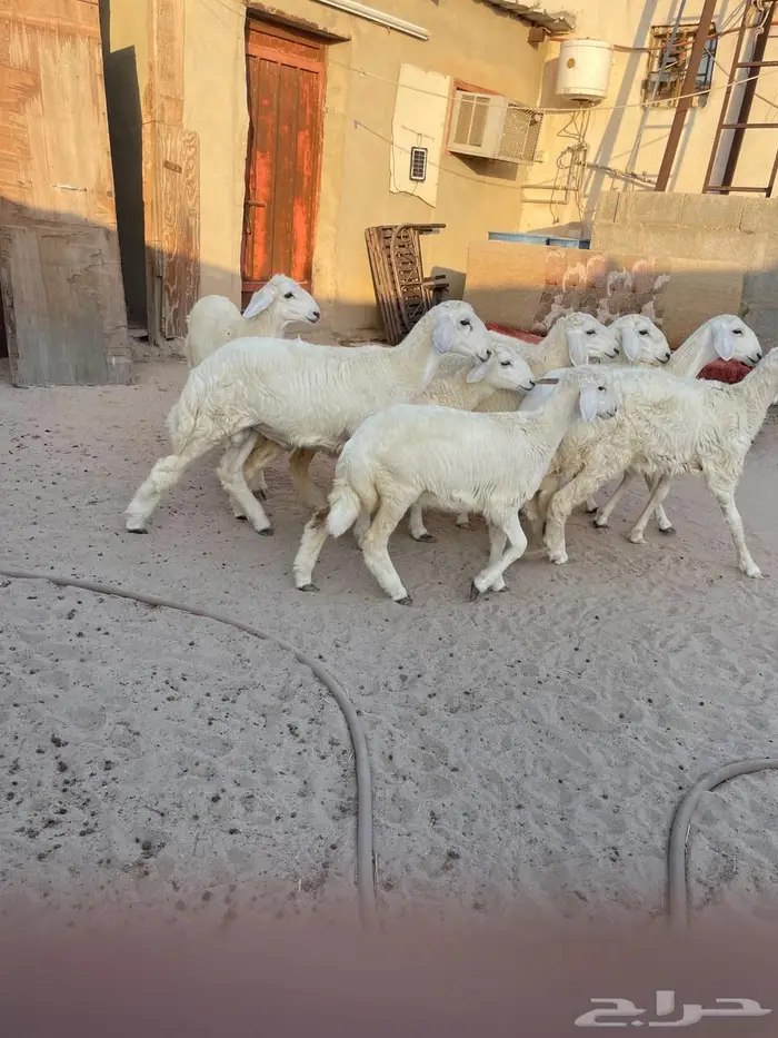 بهم حري رخال وخرفان 3