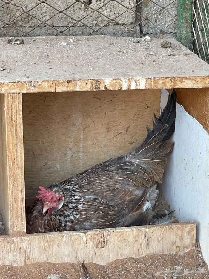 طقم دجاج عربي 0