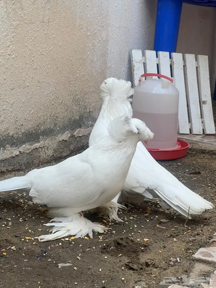 حمام نجفي 0