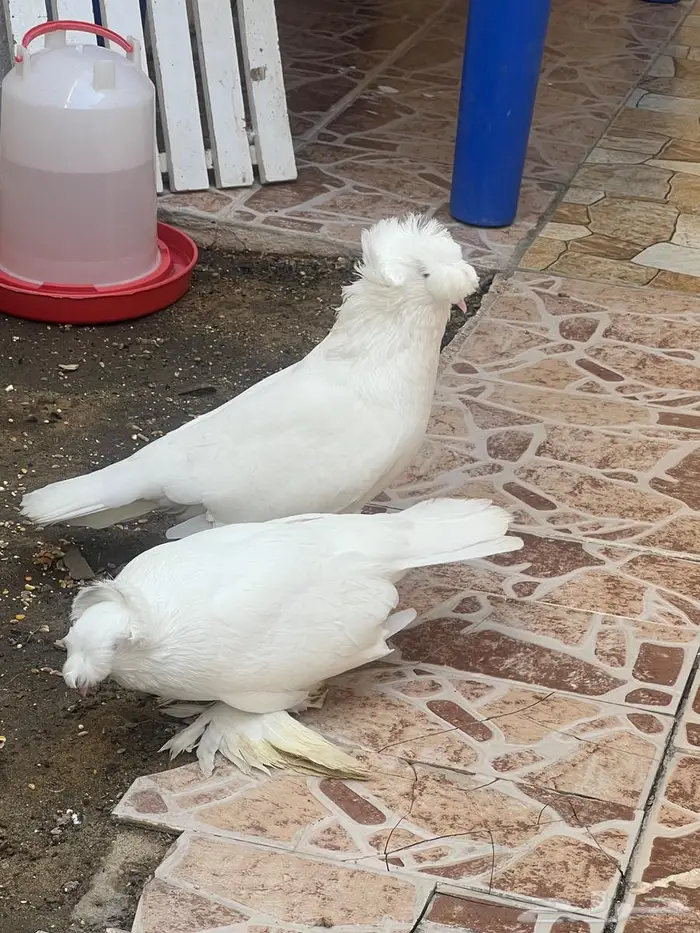 حمام نجفي 1