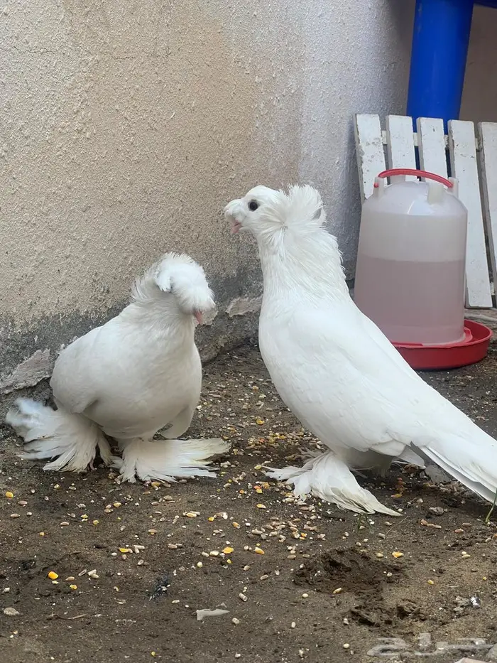 حمام نجفي 2