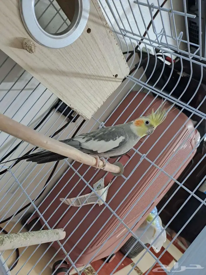 جوز ببغاء كراون كامل الريش 0