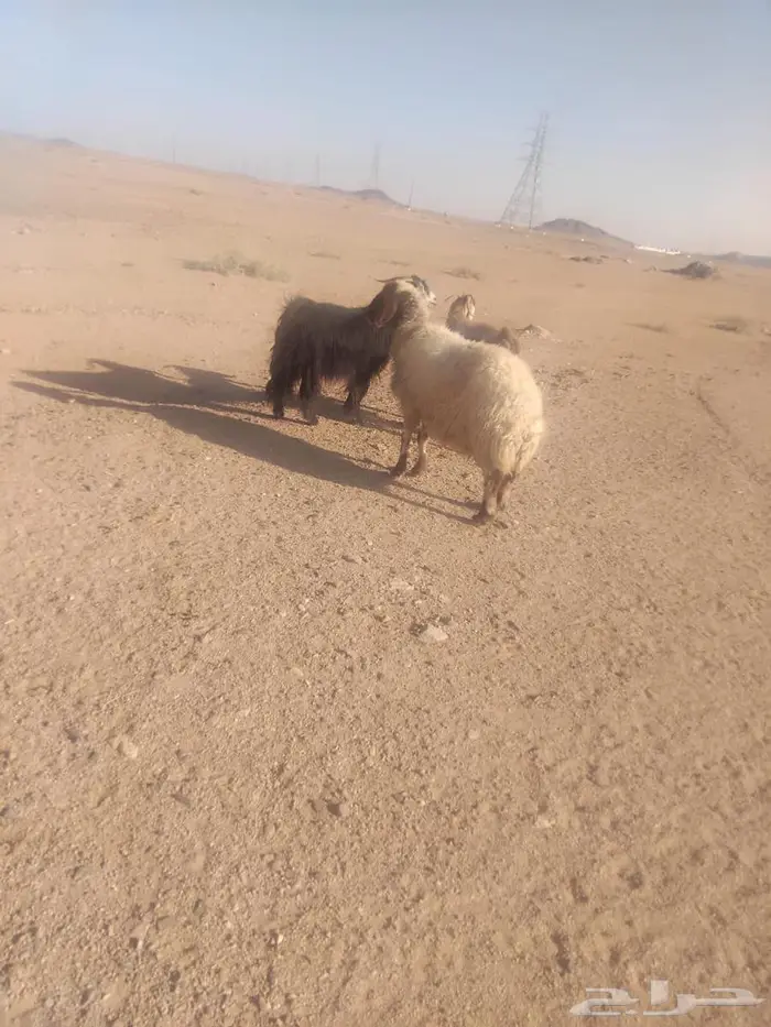 نعجه حايل فل شحم 0
