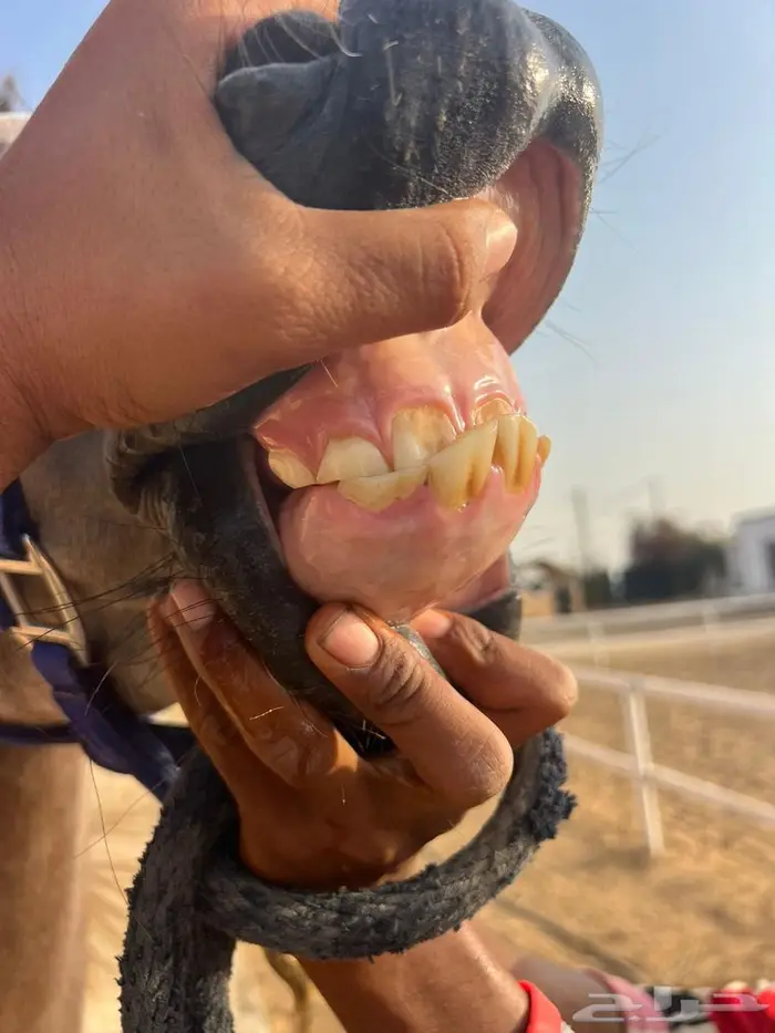 فرس واهو 3