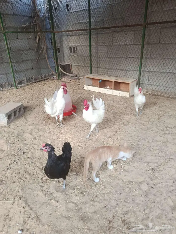 للبيع بط مصري 2
