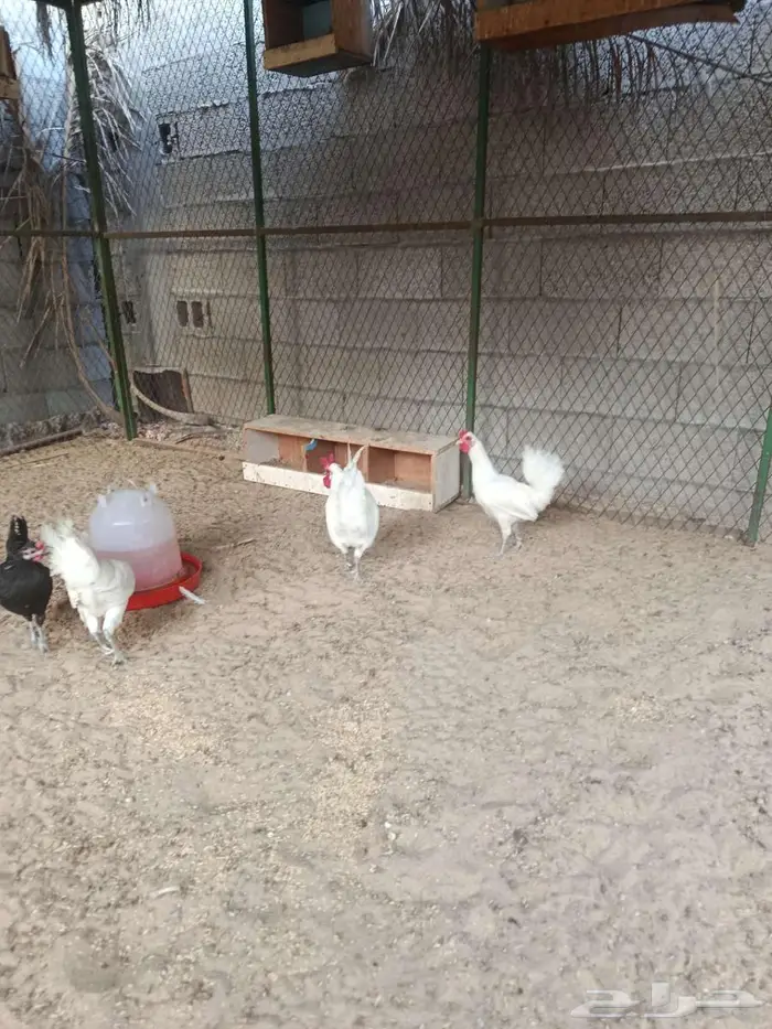 للبيع بط مصري 4