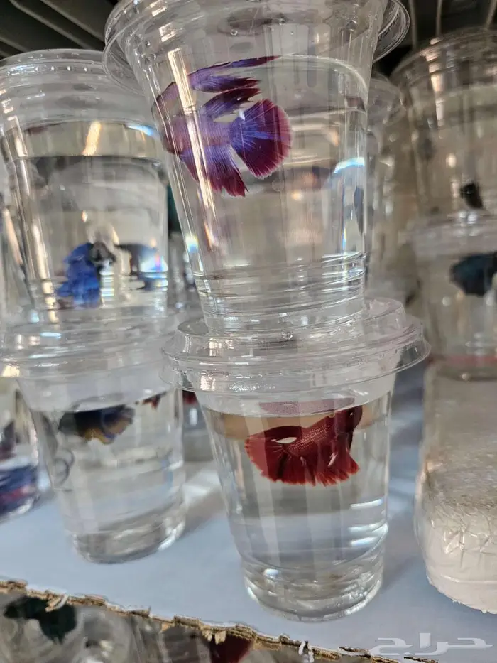 سمك فايتر (Betta Fish) Fighter Fish for Sale 2
