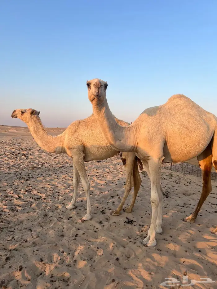 4 نياق وضح في بقيق 1