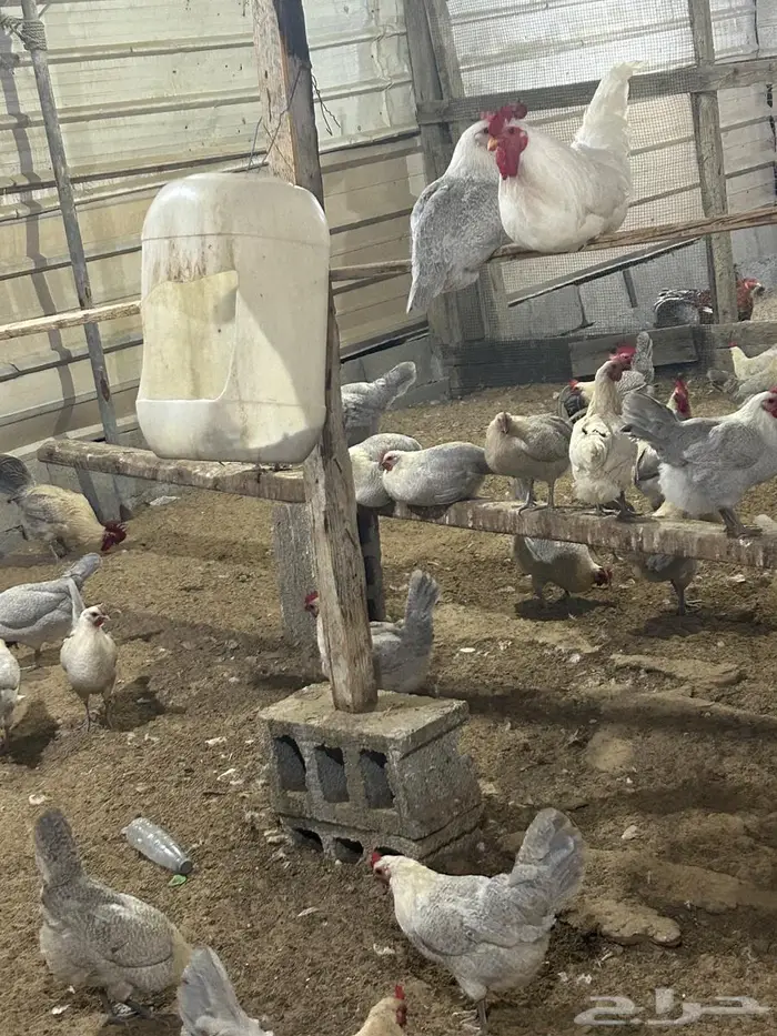 فيومي الأمنيوم وقولد وشبابي 1