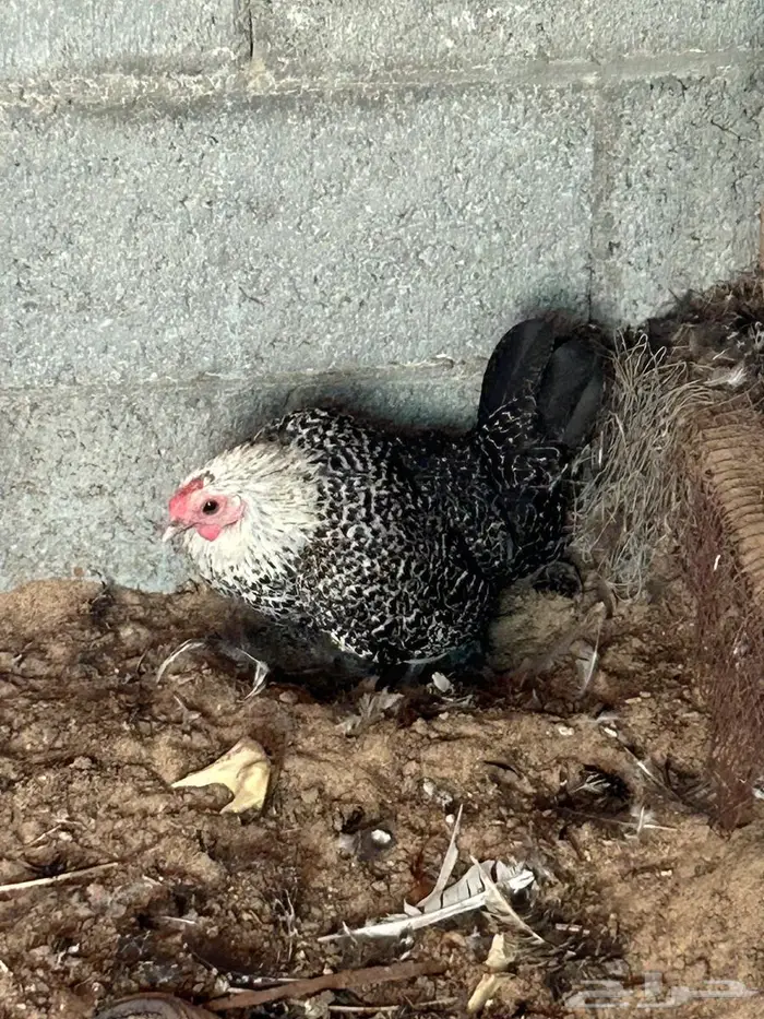 فيومي الأمنيوم وقولد وشبابي 0