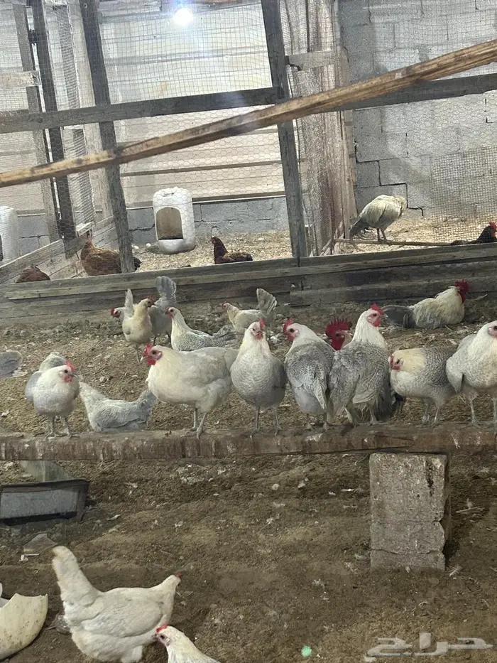 فيومي الأمنيوم وقولد وشبابي 4