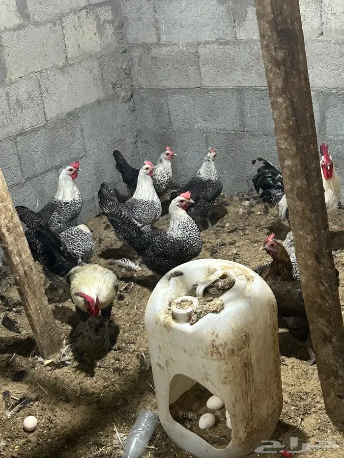 فيومي الأمنيوم وقولد وشبابي 3