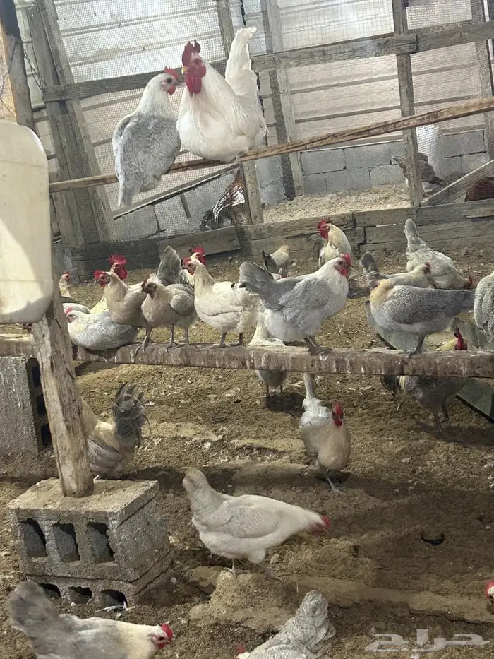 فيومي الأمنيوم وقولد وشبابي 5