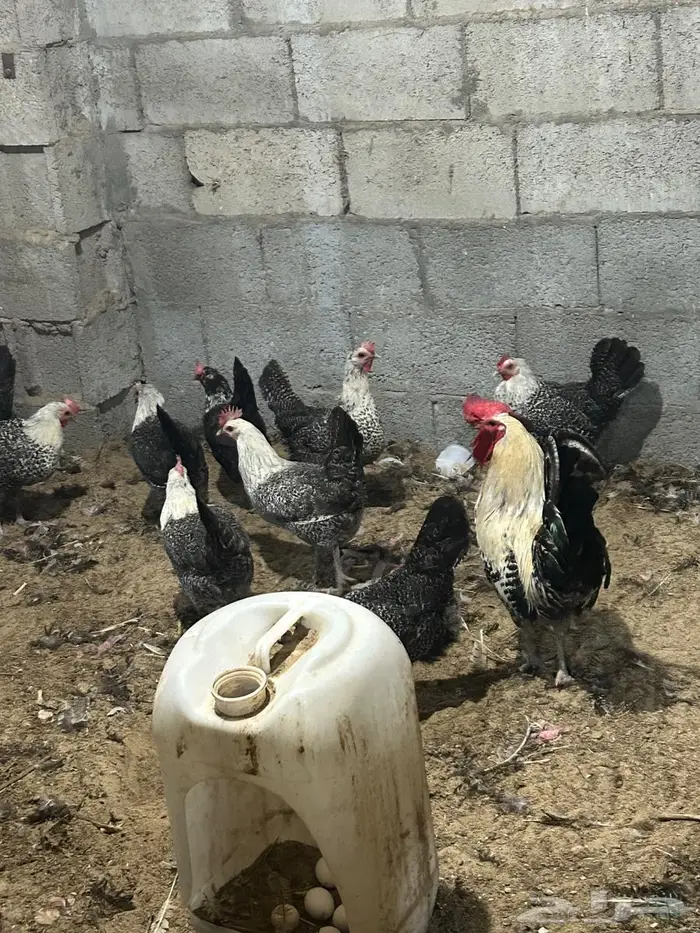 فيومي الأمنيوم وقولد وشبابي 8