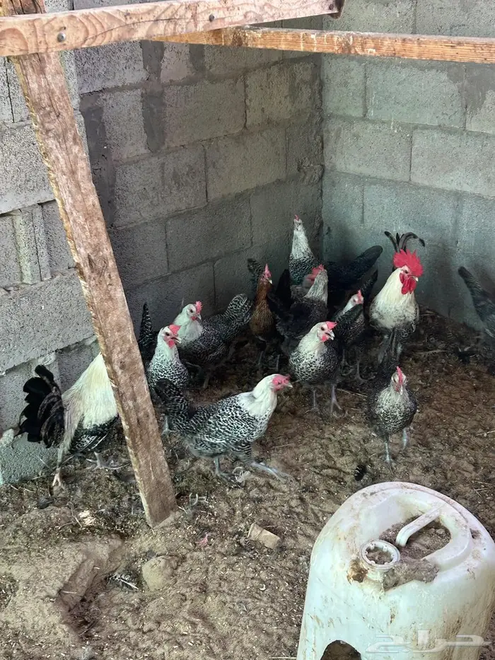 فيومي الأمنيوم وقولد وشبابي 10