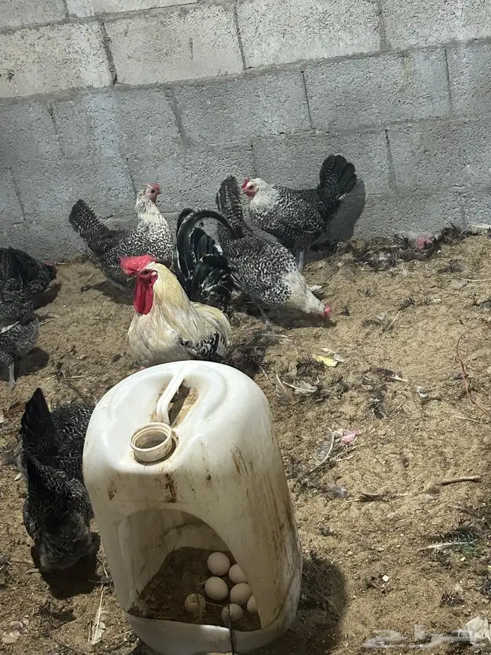 فيومي الأمنيوم وقولد وشبابي 7