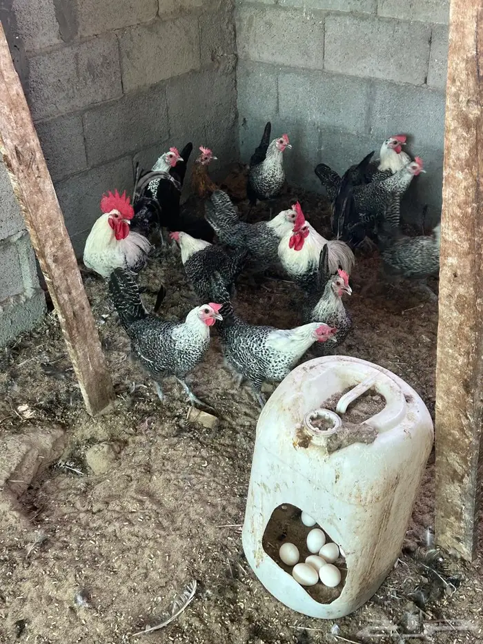 فيومي الأمنيوم وقولد وشبابي 9