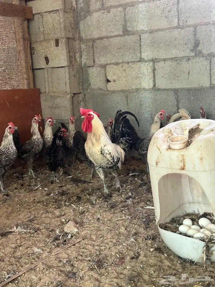 فيومي الأمنيوم وقولد وشبابي 15