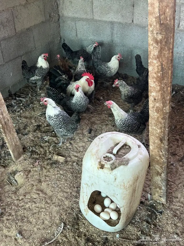 فيومي الأمنيوم وقولد وشبابي 12