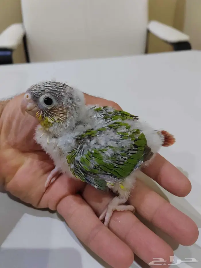 كنيور أناناس ( تم البيع ) 0