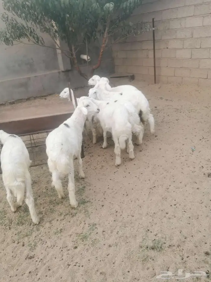 بهم للبيع في الواديين 4