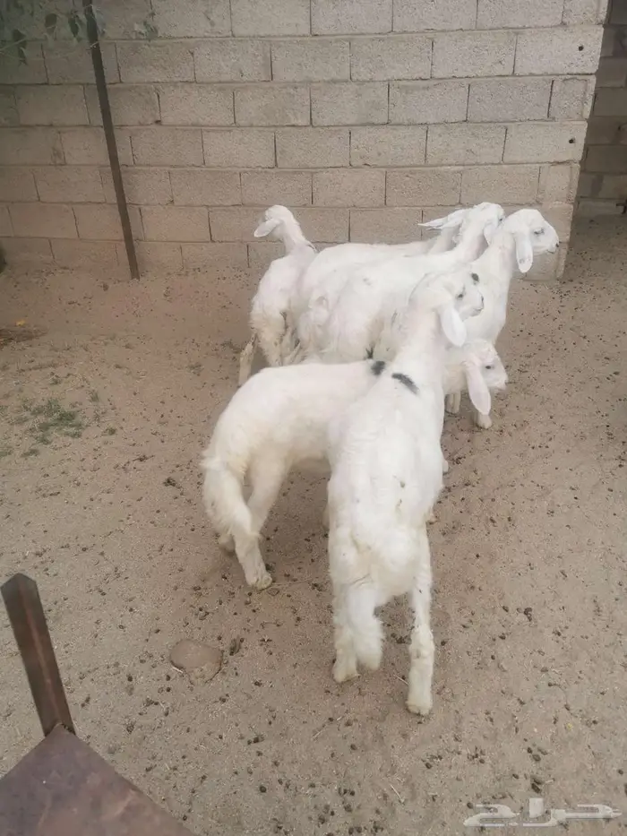 بهم للبيع في الواديين 1