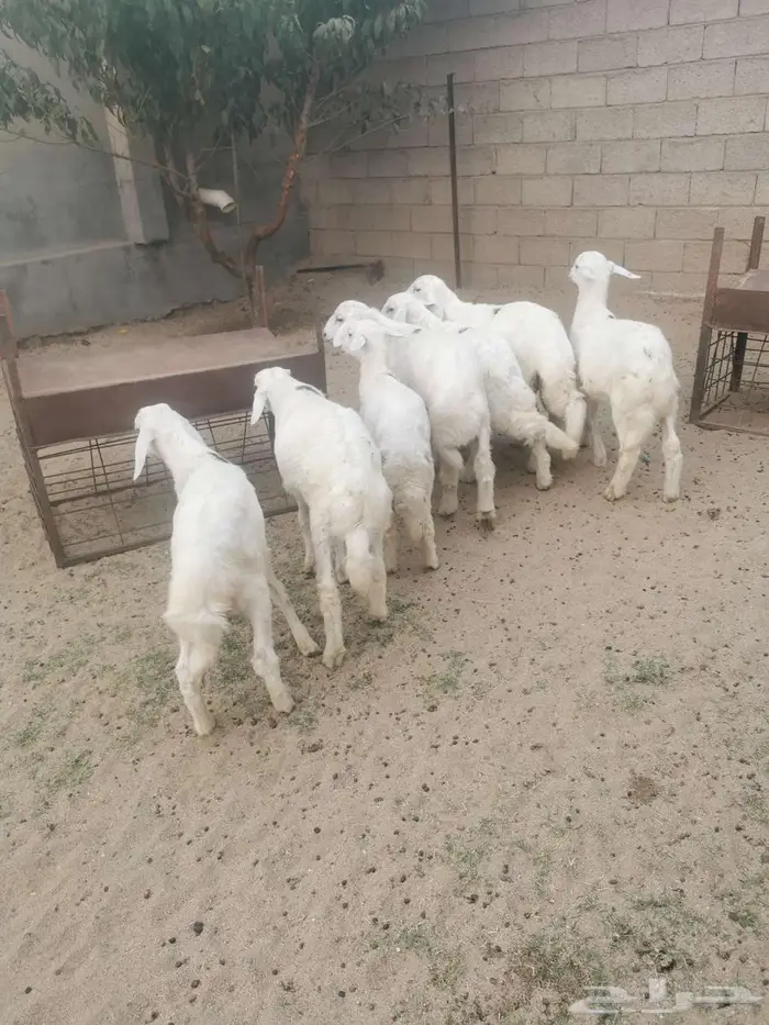 بهم للبيع في الواديين 2