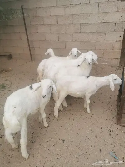 بهم للبيع في الواديين index