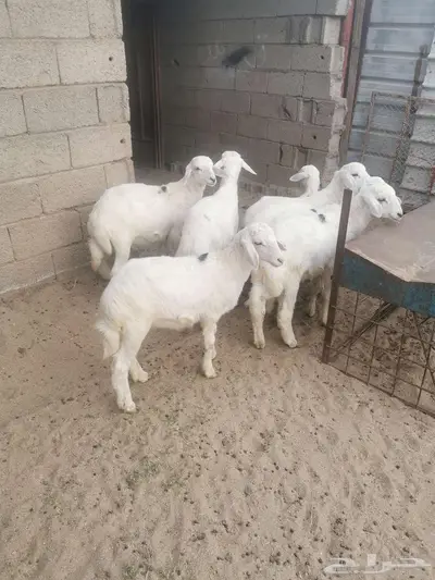 بهم للبيع في الواديين index