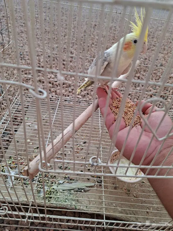 كروان باكستاني 3