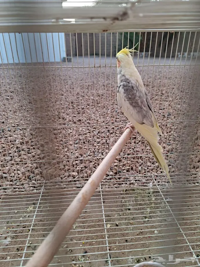 كروان باكستاني 4