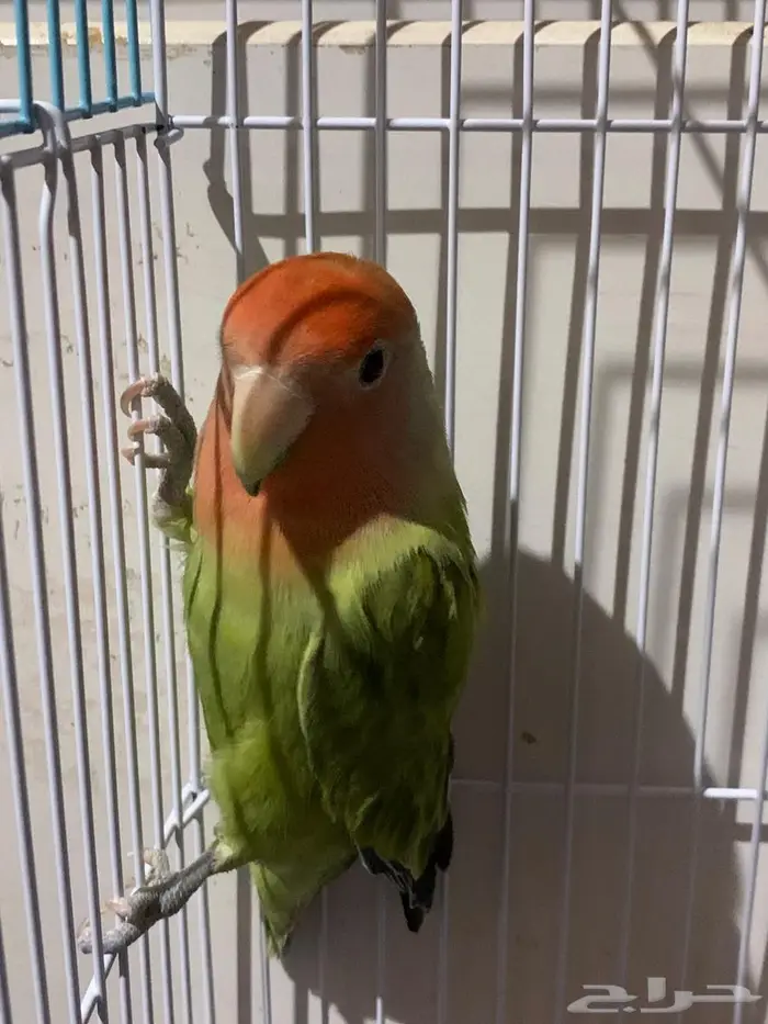 الطير روز رد أوبلاين ((تم للبيع )) 0