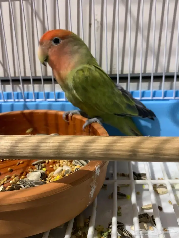 الطير روز رد أوبلاين ((تم للبيع )) 1