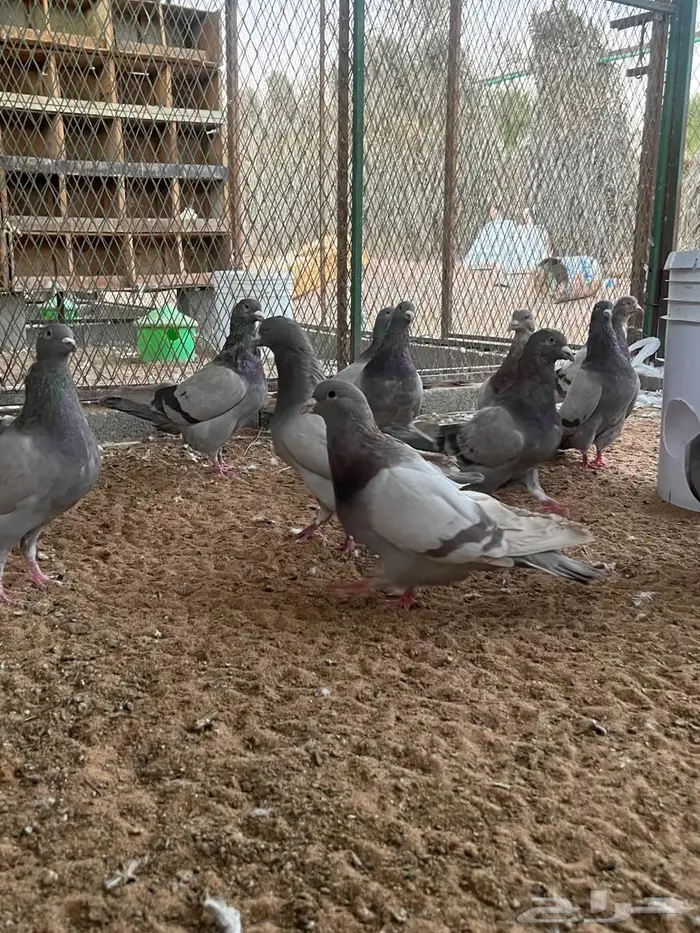 فرنسي سلفر جروم قوية وسلالة فاخرة 9