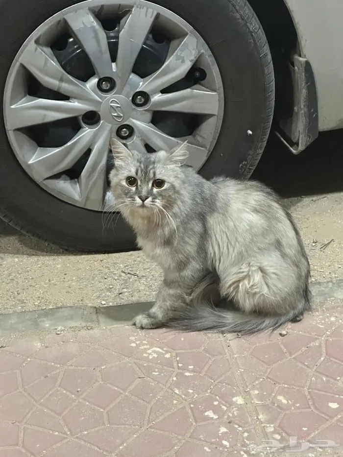 قط ضايع في حي اليرموك او المطرقة 0