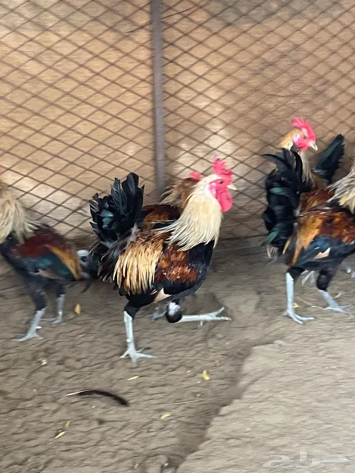 ديوك عربي 0