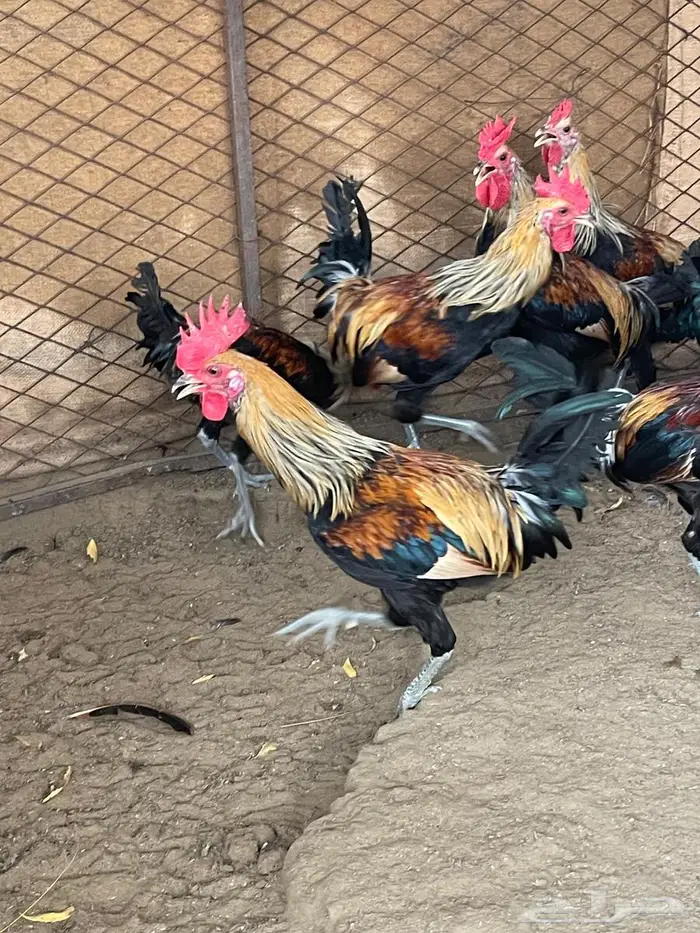 ديوك عربي 2